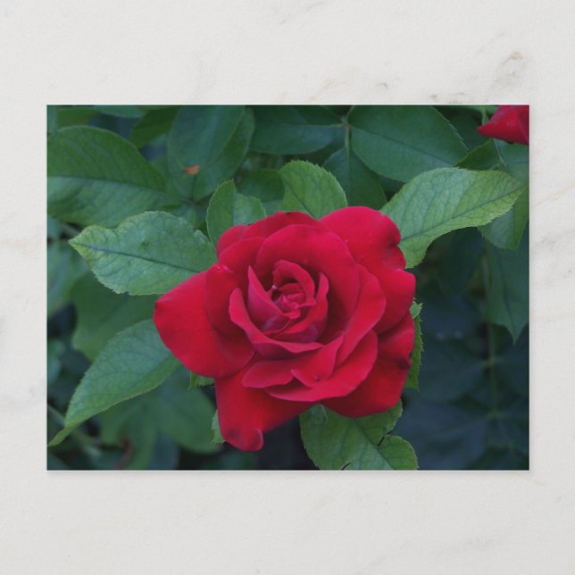 Postal Rosa Roja de Cerca (Anverso)