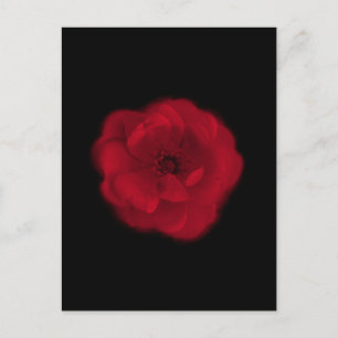 Postal Rosa Roja. Fondo negro.