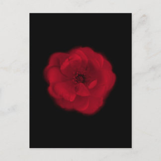 Postal Rosa Roja. Fondo negro.