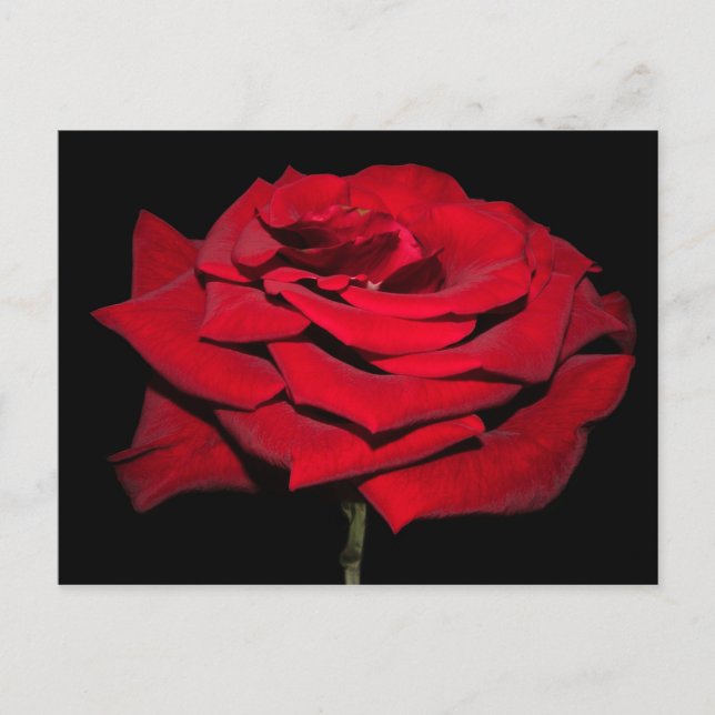 Postal Rosa Roja - Negro (Anverso)