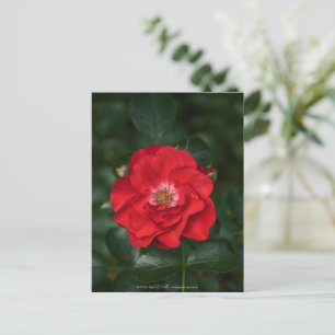 Postal Rosa roja P6568