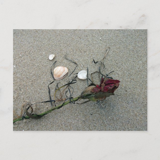 Postal Rosa roja perdida en el mar (Anverso)