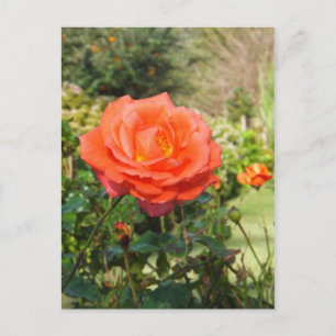 Postal Rosa Roja, personalizar
