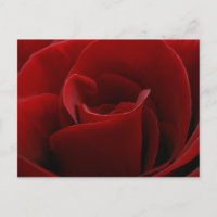 Postal rosa roja única