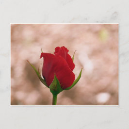 Postal Rosa roja única