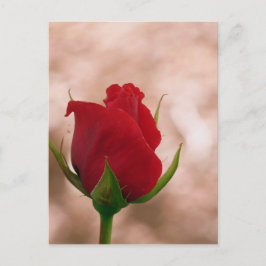 Postal Rosa roja única