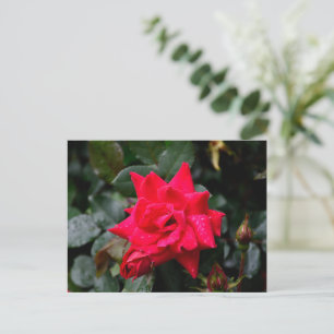 Postal Rosa Roja vibrante