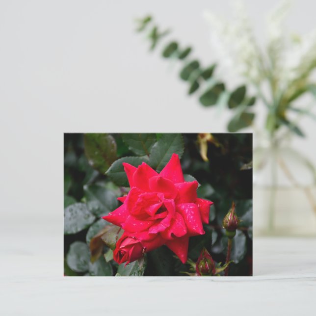 Postal Rosa Roja vibrante (Anverso de pie)