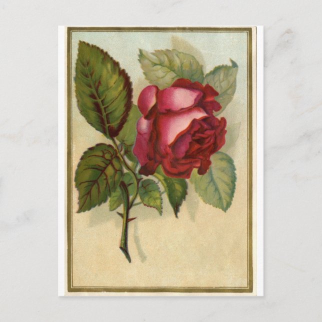 Postal Rosa roja vintage (Anverso)