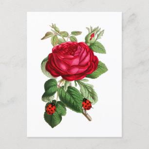 Postal Rosa Roja Vintage y Mariquitas 