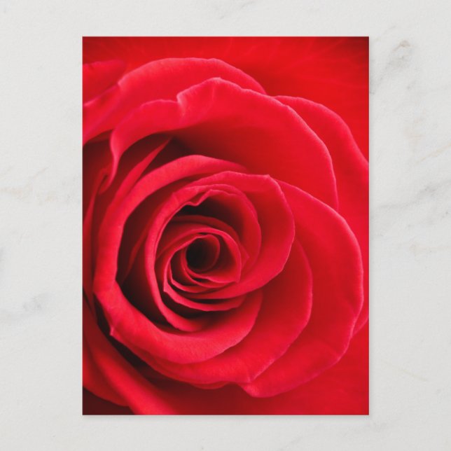 Postal rosa rojo (Anverso)