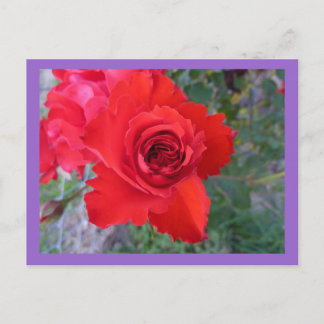 Postal Rosa Rojo