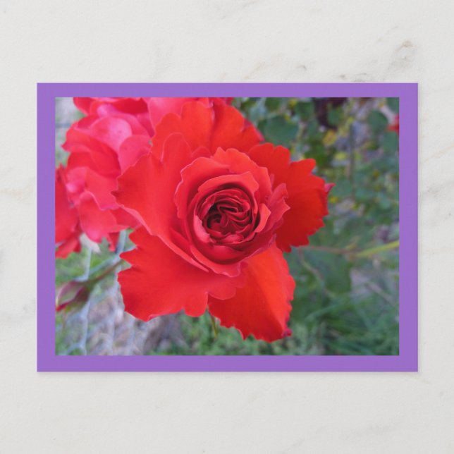 Postal Rosa Rojo (Anverso)