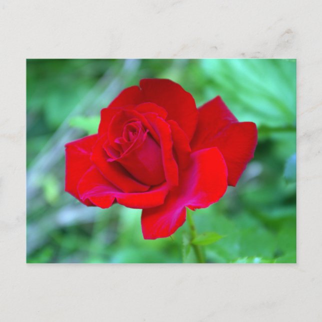 Postal Rosa Rojo (Anverso)