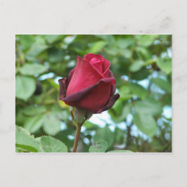 Postal rosa rojo