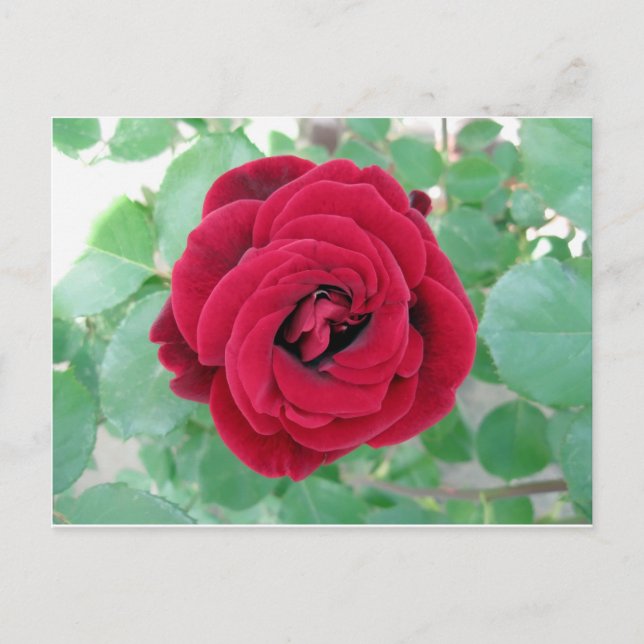 Postal rosa rojo (Anverso)