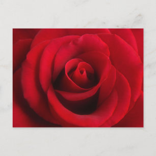 Postal Rosa Rojo