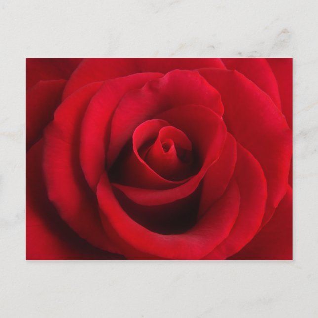 Postal Rosa Rojo (Anverso)