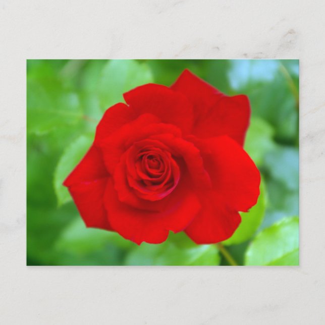 Postal Rosa Rojo (Anverso)