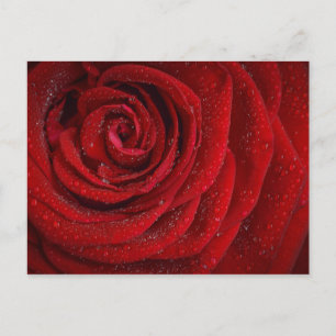 Postal Rosa Rojo Romántico
