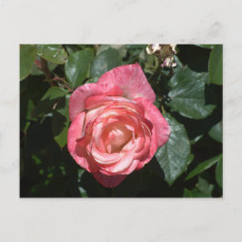 Postal Rosa rosa