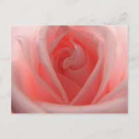 Rosa rosa