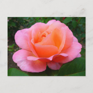 Postal Rosa Rosa