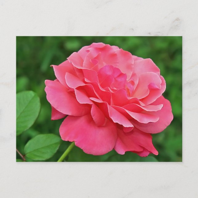 Postal Rosa rosa (Anverso)