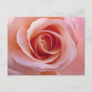 Postal Rosa rosa