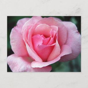 Postal Rosa rosa