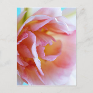 Postal Rosa rosa