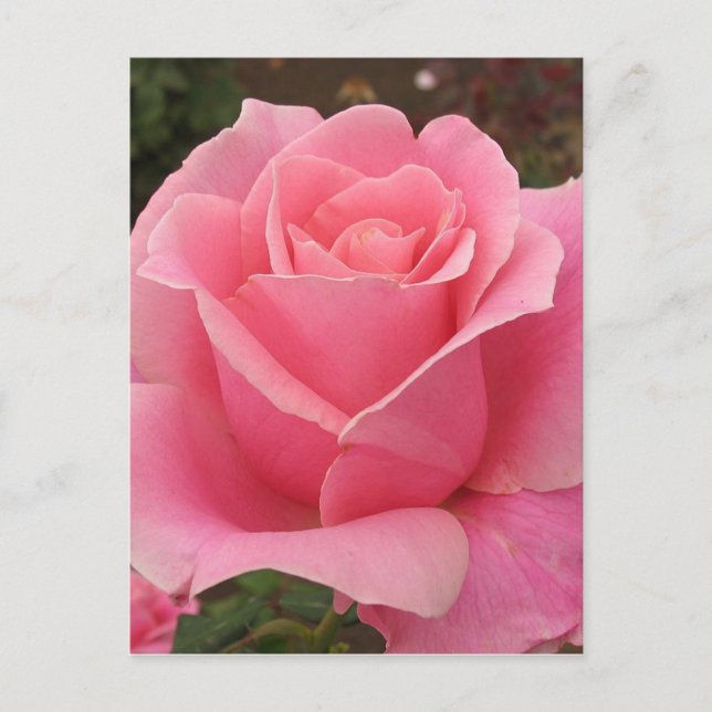 Postal Rosa rosa (Anverso)