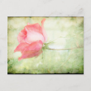 Postal Rosa rosa