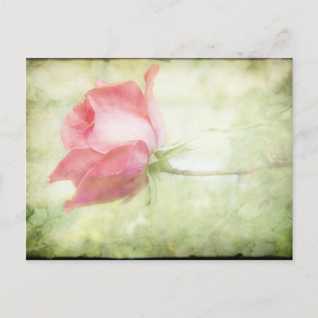 Postal Rosa rosa (Anverso)
