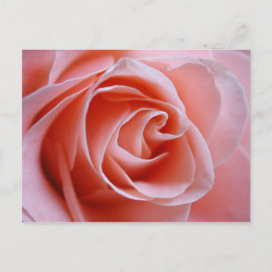Postal Rosa rosa
