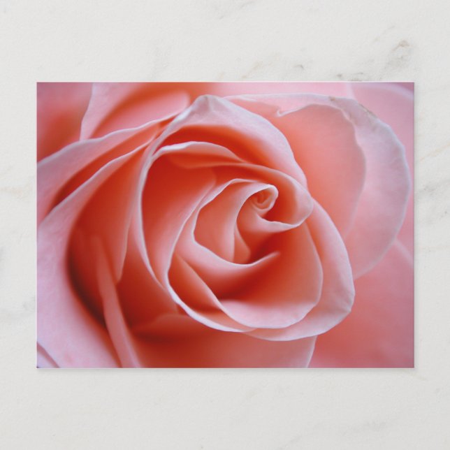 Postal Rosa rosa (Anverso)