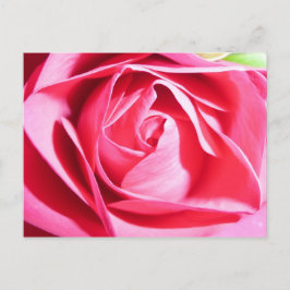 Postal Rosa rosa