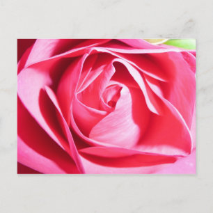Postal Rosa rosa