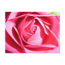 Rosa rosa