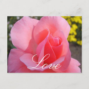 Postal Rosa rosa