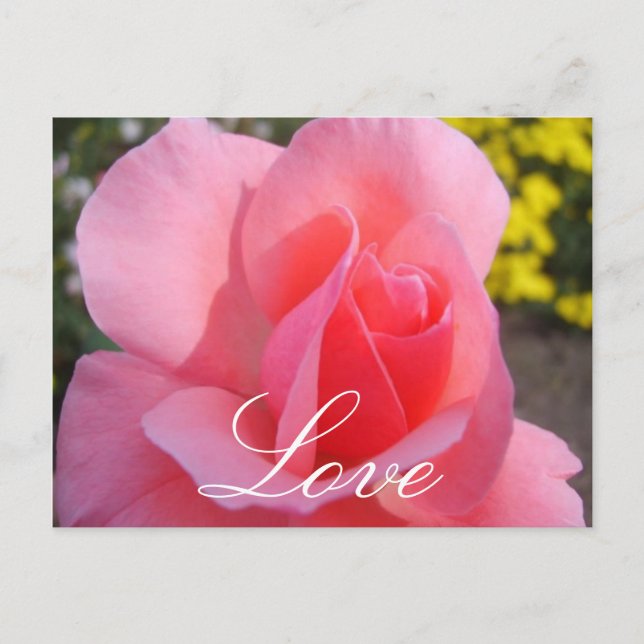 Postal Rosa rosa (Anverso)