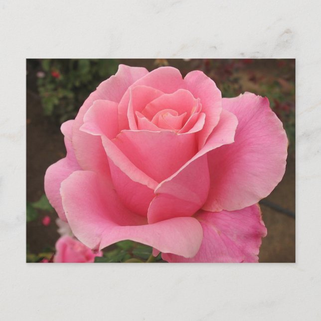Postal Rosa rosa (Anverso)