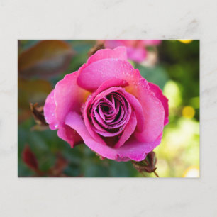 Postal Rosa rosa