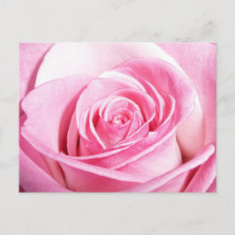 Postal Rosa rosa