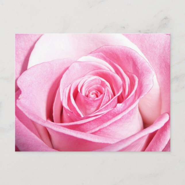 Postal Rosa rosa (Anverso)