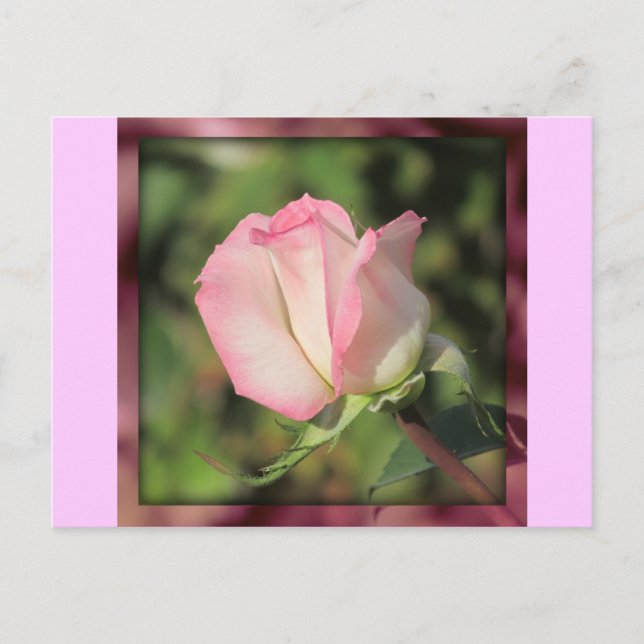 Postal Rosa rosa (Anverso)