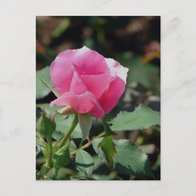 Postal Rosa rosa (Anverso)