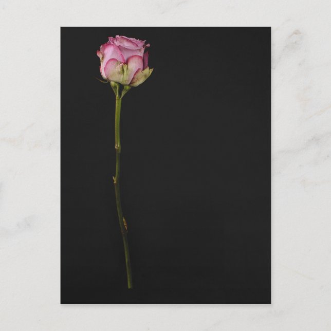 Postal Rosa rosa 3 (Anverso)