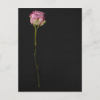 Rosa rosa 3