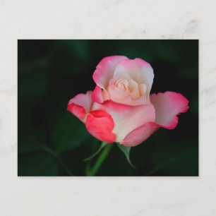 Postal Rosa rosa-blanca